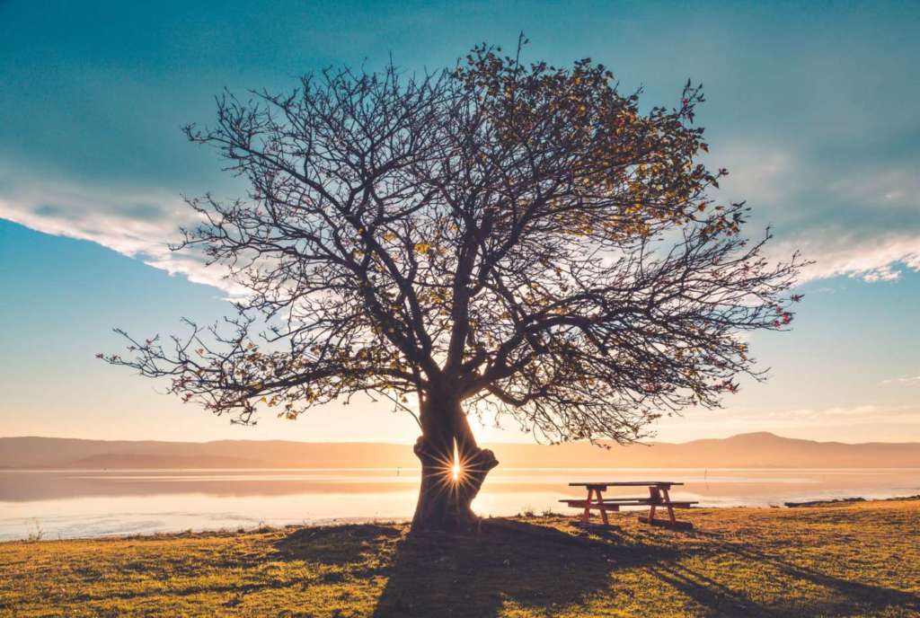tree unsplash
