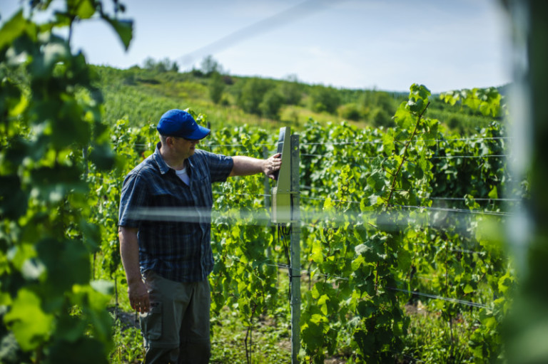 TracoVino, connettività sicura per l’IoT al servizio dei viticoltori