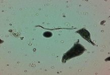 Ingegneria cellulare: nuova frontiera dell’intelligenza artificiale