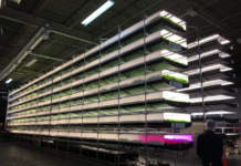 Aerofarms trasforma l’azienda agricola in una fabbrica