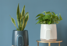 Clairy, la startup italiana per l’aria pulita ha conquistato il mondo