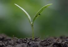 AgroPad, analisi chimica con intelligenza artificiale