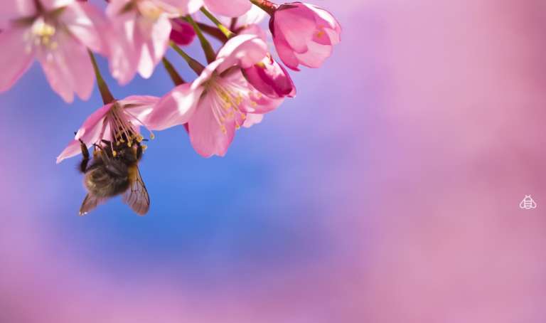 Con il cloud computing salveremo le api