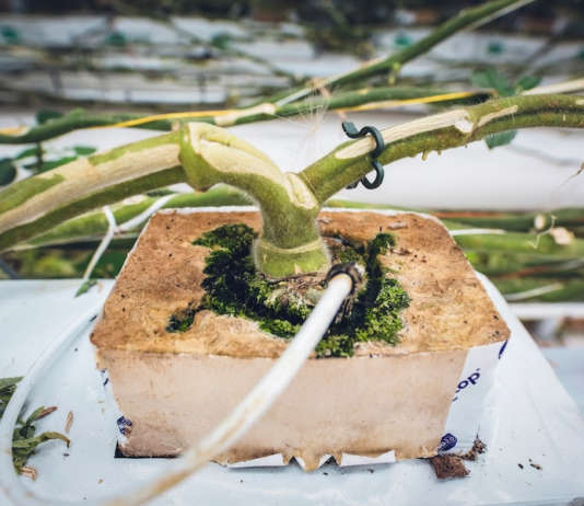 Agrifood, nel 2023 investiti 96 milioni di euro nelle startup italiane del settore Agrifood unsplash