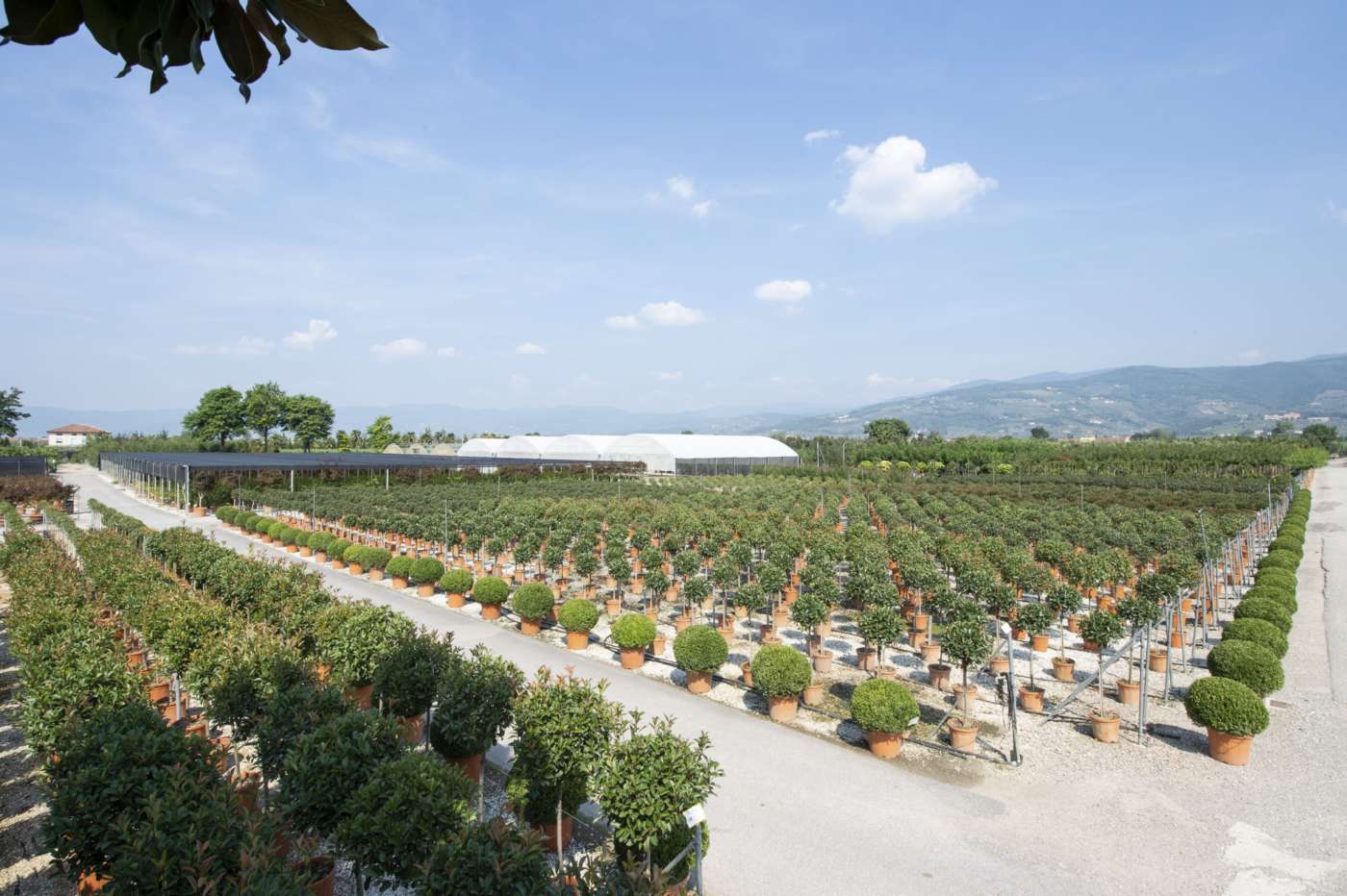 Università di Pisa Fastweb Zelari Piante Netsens Vinstein