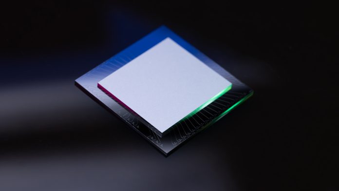 amazon ocelot amazon ocelot