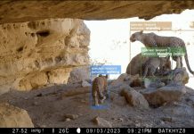 NVIDIA rivoluziona la protezione della fauna selvatica grazie all’AI nvidia ai