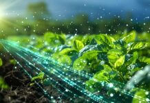 Agrifood e digitalizzazione della filiera: un campo coltivato con piantine verdi attraversato da flussi luminosi di dati digitali e particelle di luce sotto i raggi del sole