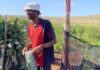 Coltivare con i dati: in Sudafrica gli analytics trasformano l’esperienza in previsioni