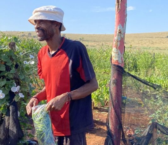 Coltivare con i dati: in Sudafrica gli analytics trasformano l’esperienza in previsioni
