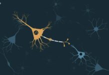 OpenAI, migliaia di agenti AI studiano gli effetti delle alterazioni genetiche sulle cellule cerebrali