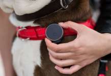 Vodafone lancia Curve Pet: tracking GPS per animali domestici vodafone curve pet