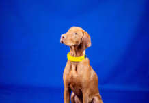 Ces 2022: il collare smart traccia e rileva la salute del cane collare smart cane Invoxia