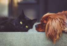 i prodotti pet-friendly? Sono importanti quanto quelli studiati per i bambini animali pixabay