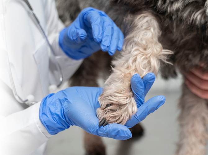 settimana veterinaria