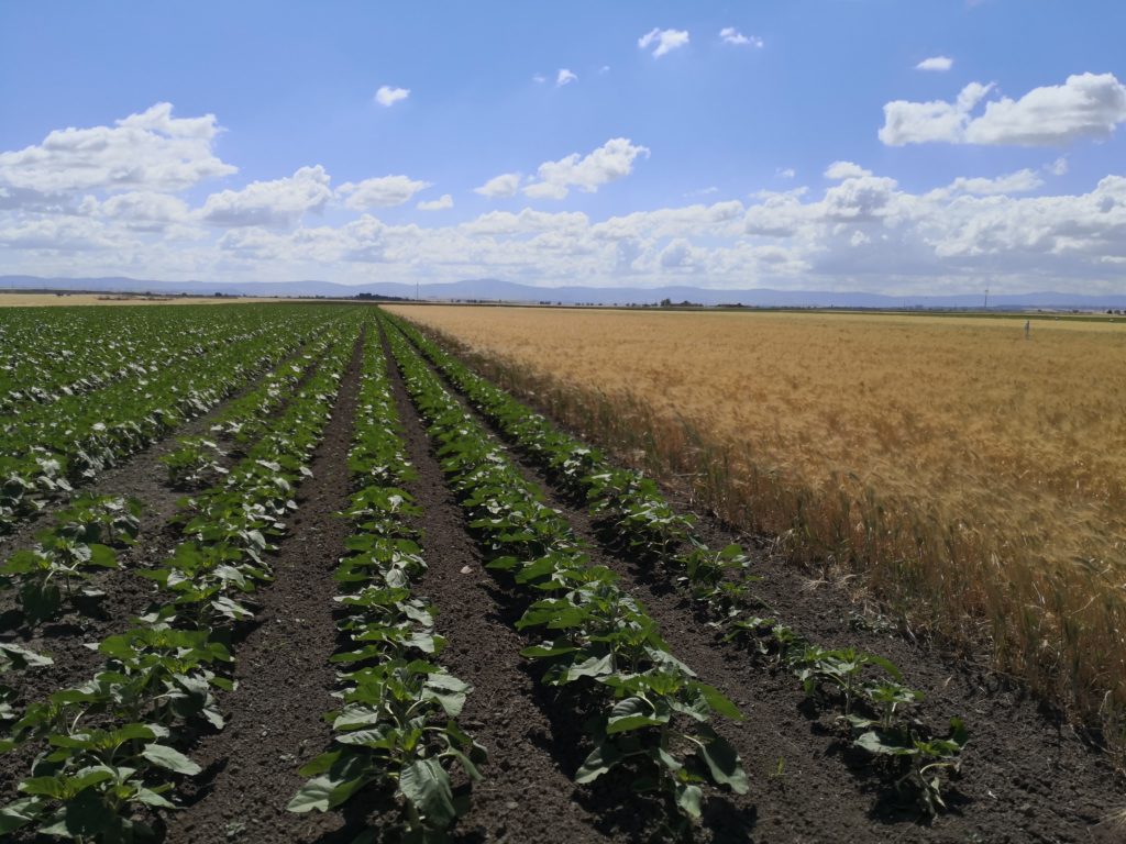 sistemi colturali innovativi