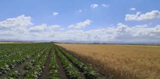 Monitoraggio delle colture e raccolta dati nei siti dimostrativi sistemi colturali innovativi