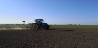 Sistemi colturali innovativi, nel sito di Foggia si procede con le semine Semina della lenticchia (ECS) nel sito dimostrativo di Foggia a febbraio 2020 e successiva rullatura del terreno per ottenere una migliore germinazione