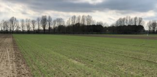 Rotazioni sostenibili, gli aggiornamenti dal sito dimostrativo di Ravenna