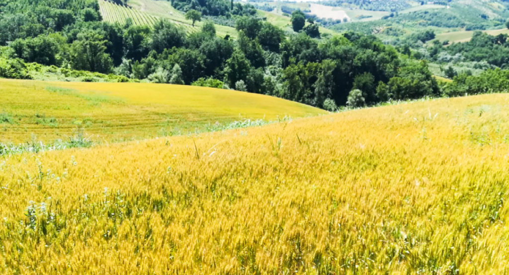 campi della filiera Fileni Arca