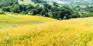 Agricoltura bio-rigenerativa e i terreni prendono vita campi della filiera Fileni Arca