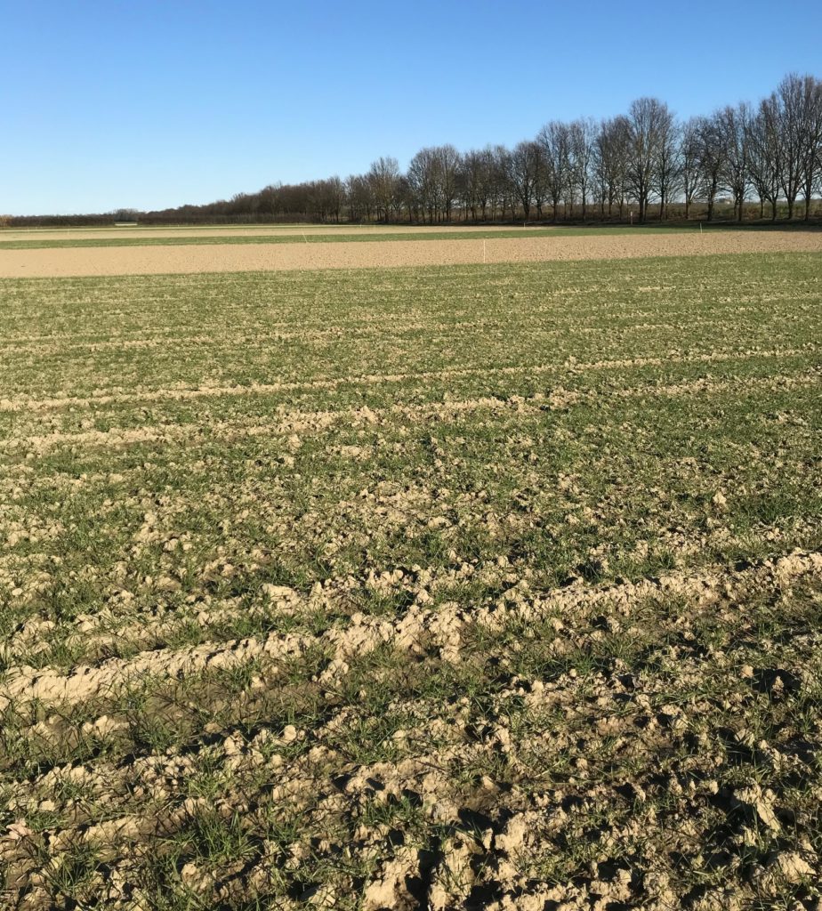 sistemi colturali innovativi