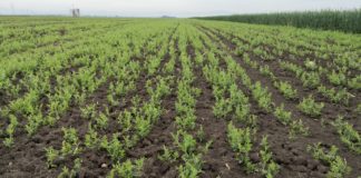 Leguminose da granella, importanti per l’agricoltura del futuro leguminose