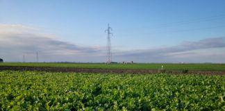 Le pratiche agricole sostenute dagli ecoschemi Pac