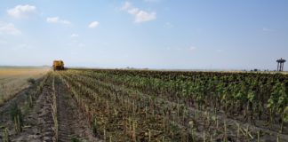 Raccolto il girasole ci si avvia alla semina delle cover crop