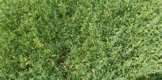 Nota tecnica sul miglioramento genetico delle leguminose