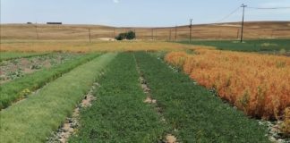 Leguminose indispensabili per l’agricoltura del futuro