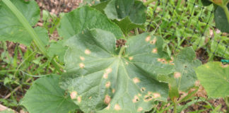 Effetti della temperatura sullo sviluppo di Colletotrichum spp.