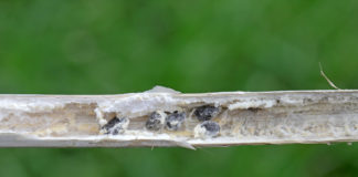 Un nuovo modello meccanicistico per la Sclerotinia