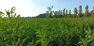 Finalità e gestione delle catch crop e/o cover crop