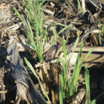 Frumento_seminato_su_sodo