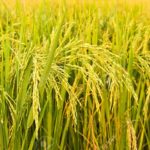 12177749-pianta-di-riso-in-campo-di-riso-Archivio-Fotografico