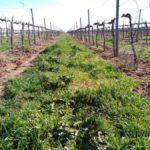 Ecaf guarda alla nuova Pac e apre le porte alla Turchia Ecaf