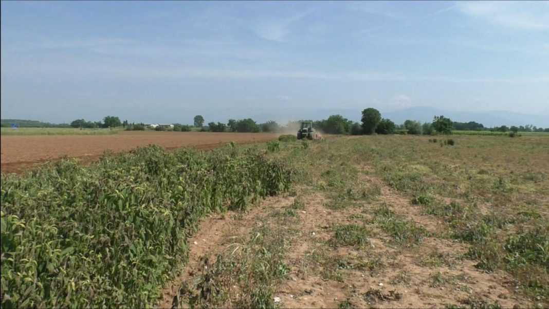 lavorazione con Qualidisc per il letto di semina genetica