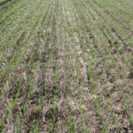 Sportelli_progetto Strategia_1_Frumento_5235727;1_View