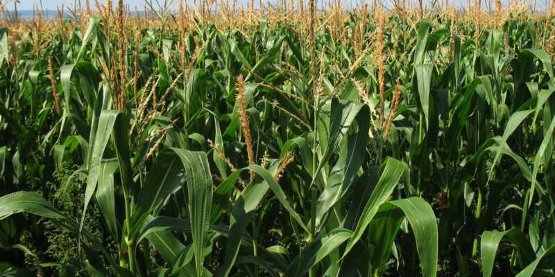 Campo-di-mais-1-800x400-1 mais