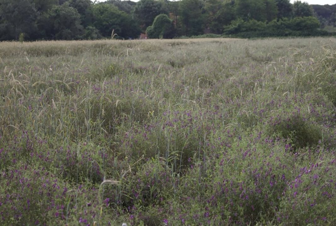 Gagliardi_Biologico_foto01_Miscuglio-segale-e-veccia orticoltura