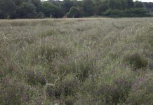 Verso un’orticoltura più sostenibile orticoltura