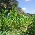 agricoltura rigenerativa