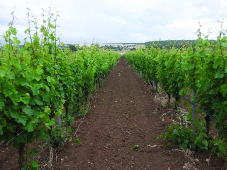 vigneti
