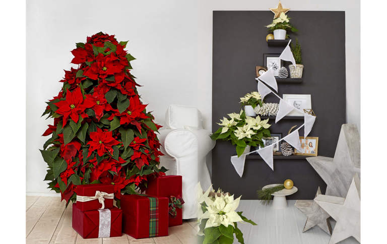 natale