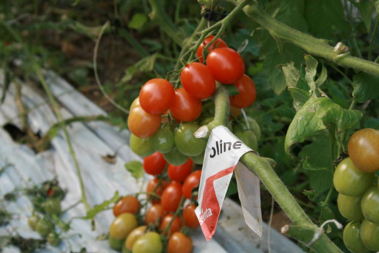 syngenta