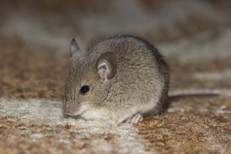 topi