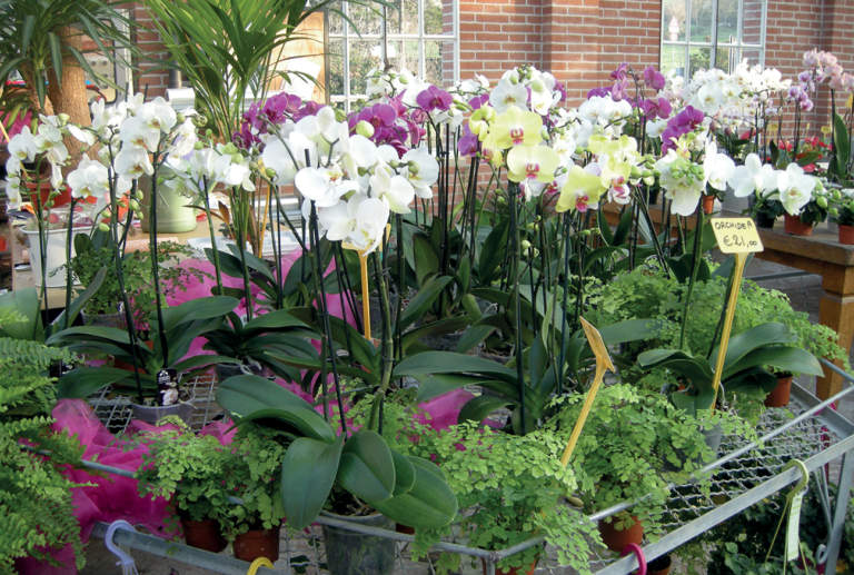 garden