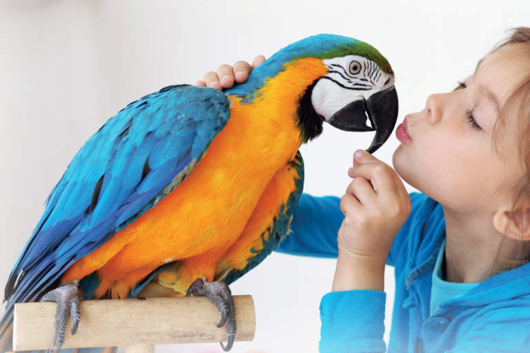 pet