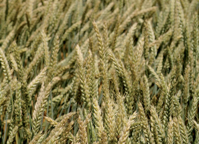 fusarium